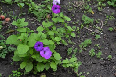 Petunya. Stimoryne. Petunya nyctaginiflora. Narin çiçek. Çiçekler mor renk. çalılar petunyalar. Yeşil yaprakları. Bahçe. Flowerbed. Büyüyen çiçekler. Yatay