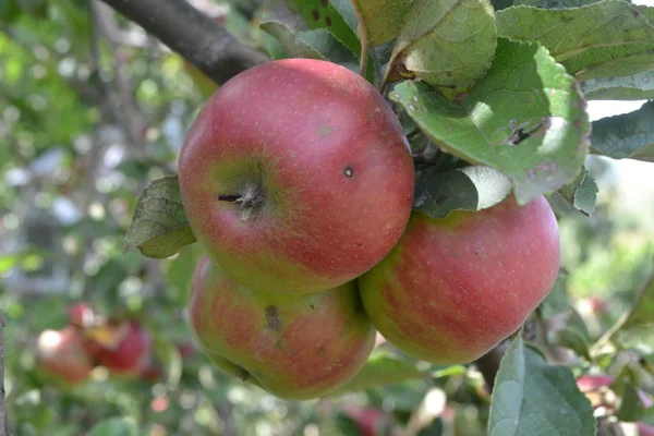 Apple Jonathan Klasy Jabłka Średnia Dojrzałość Uprawy Owoców Ogród Farm — Zdjęcie stockowe