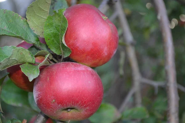Apfel Klasse Jonathan Äpfel Durchschnittliche Reife Apfelbaum Landwirtschaft Früchte Anbauen — Stockfoto