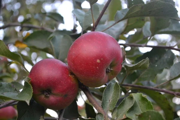Apfel Klasse Jonathan Äpfel Durchschnittliche Reife Früchte Apfel Auf Dem — Stockfoto