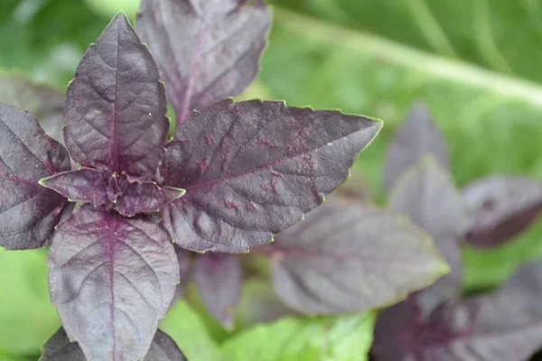 Bazsalikom Bokrok Bazsalikom Ocimum Basilicum Illatos Gyógynövények Fűszerek Herb Kert — Stock Fotó