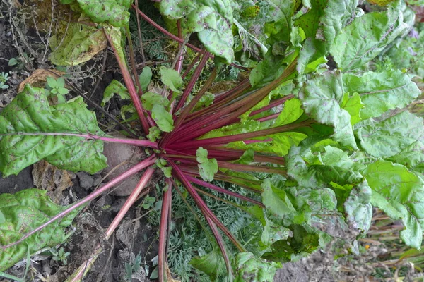 Beet growing in the vegetable garden. Beta vulgaris. Beet. Garden, field, farm. Photos of nature. Vertical