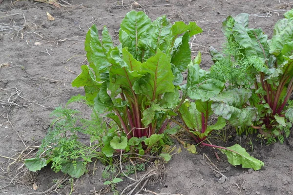 Beet. Beta vulgaris. Garden, field. Beet growing in the vegetable garden