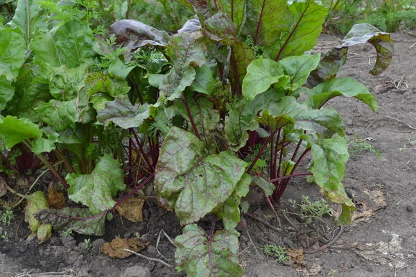 Beta vulgaris. Pancar. Bahçe, tarla, çiftlik. Sebze bahçesinde yetişen pancar. Doğanın fotoğrafları. Yatay fotoğraf