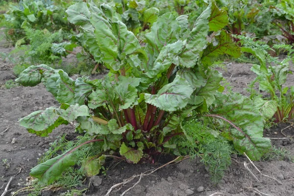 Beta vulgaris. Beet. Garden, field, farm. Beet growing in the vegetable garden. Photos of nature. Horizontal