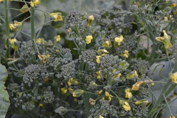 Broccoli. Cabbage close-up. Cabbage growing in the garden. Brassica oleracea var. italica. Growing cabbage. Field. Farm