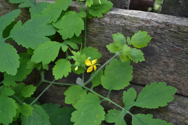 Ädelfisk Chelidonium Majus Medicinsk Växt Gröna Blad Gula Blommor Suddig — Stockfoto