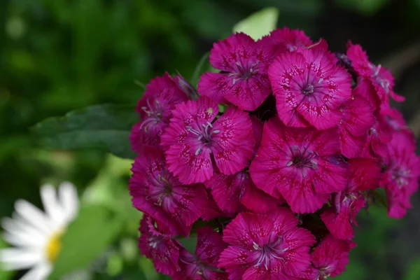 Cravinho Turco Dianthus Barbatus Plantas Jardim Flor Perene Close — Fotografia de Stock