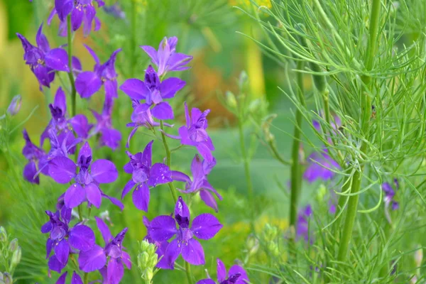 Consolida. Delicate flower. Flower purple. Small flowers on the stem. Among the green leaves. Garden. Field. On blurred background. Horizontal photo