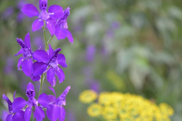 Consolida. Delicate flower. Flower purple. Small flowers on the stem. Among the green leaves. Garden. Growing flowers. On blurred background. Horizontal