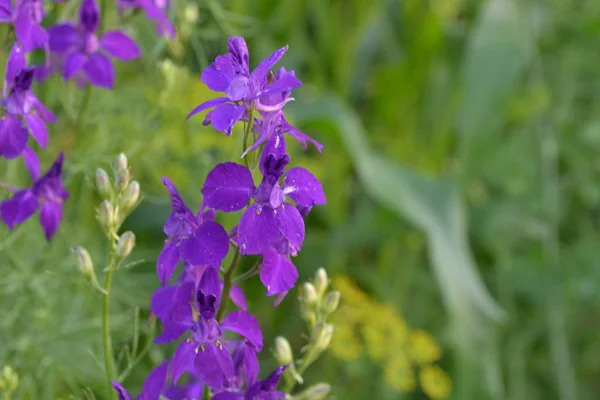 Consolida. Delicate flower. Flower purple. Small flowers on the stem. Among the green leaves. Garden. Growing flowers. On blurred background. Horizontal photo
