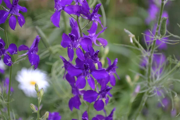 Consolida. Delicate flower. Flower purple. Small flowers on the stem. Among the green leaves. Growing flowers. On blurred background. Horizontal photo