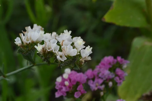 Сушені Квіти Синатум Лімонію Статистичні Дані Квіти Білі Фіолетові Крупним — стокове фото