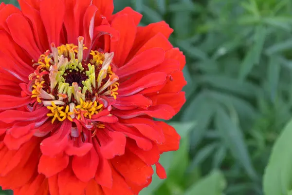 Flower Major Zinnia Elegans Flower Bright Red Close Garden Field — Stock Photo, Image