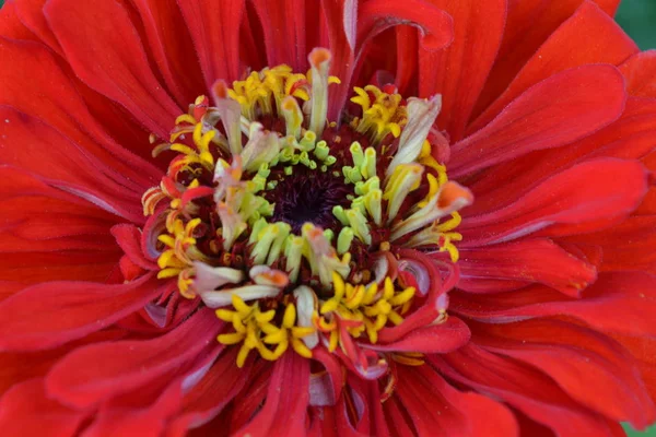 Blütenmajor Zinnia Elegans Blume Leuchtend Rot Nahaufnahme Garten Floristik Horizontales — Stockfoto