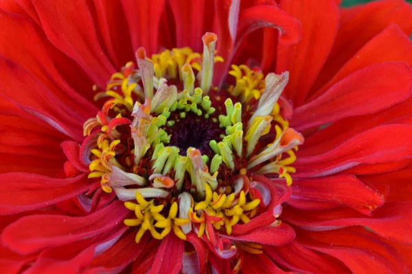Blütenmajor Zinnia Elegans Blume Leuchtend Rot Nahaufnahme Garten Floristik Horizontal — Stockfoto