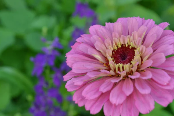 Blütenmajor Zinnia Elegans Blume Blassrosa Nahaufnahme Auf Verschwommenem Hintergrund Garten — Stockfoto