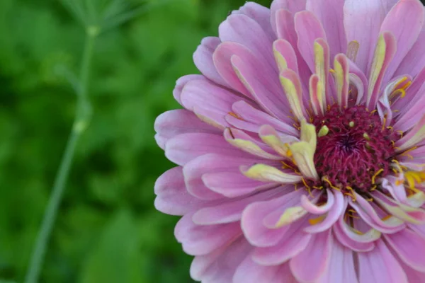 Blütenmajor Zinnia Elegans Blume Blassrosa Nahaufnahme Auf Verschwommenem Hintergrund Garten — Stockfoto