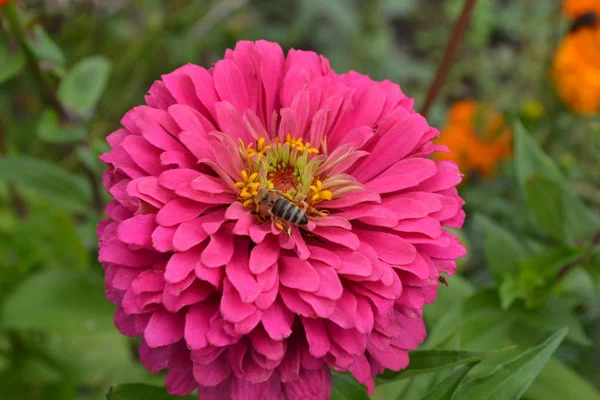 Blütenmajor Zinnia Elegans Blütenrosa Biene Nahaufnahme Garten Feld Floristik Großes — Stockfoto