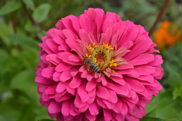 Blütenmajor Zinnia Elegans Blütenrosa Biene Nahaufnahme Garten Feld Floristik Großes — Stockfoto