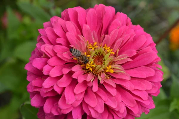 Blütenmajor Zinnia Elegans Blütenrosa Biene Nahaufnahme Garten Feld Floristik Horizontales — Stockfoto