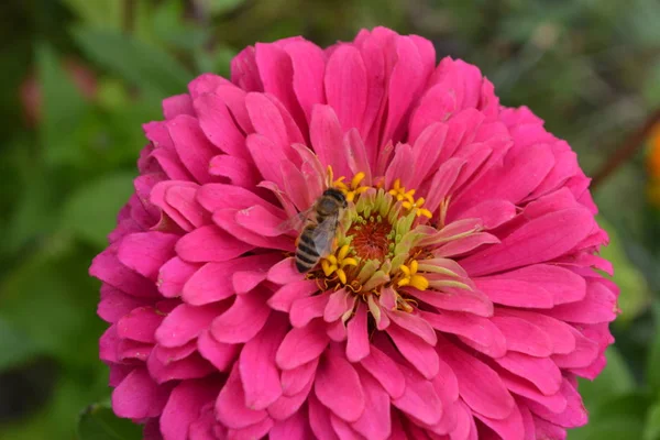 Blütenmajor Zinnia Elegans Blütenrosa Biene Nahaufnahme Garten Feld Großes Blumenbeet — Stockfoto