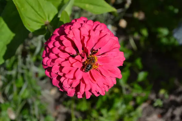 Blütenmajor Zinnia Elegans Blütenrosa Biene Nahaufnahme Sonnenlicht Garten Feld Floristik — Stockfoto