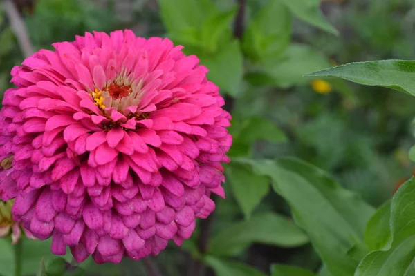 Blütenmajor Zinnia Elegans Blütenrosa Nahaufnahme Garten Feld Floristik Horizontales Foto — Stockfoto
