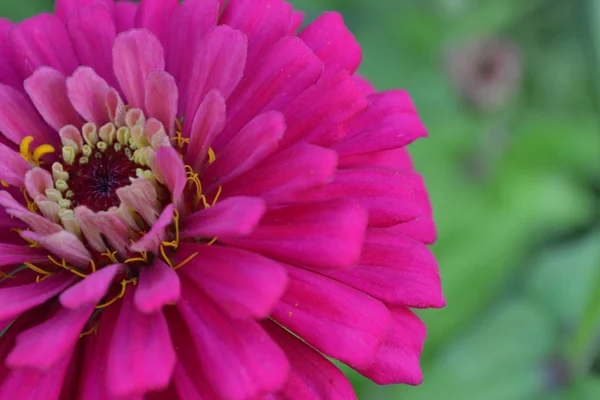 Blütenmajor Zinnia Elegans Blütenrosa Nahaufnahme Auf Verschwommenem Hintergrund Garten Feld — Stockfoto