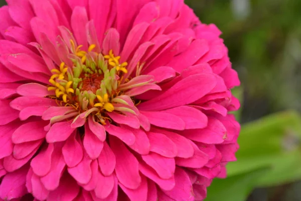 Blütenmajor Zinnia Elegans Blütenrosa Nahaufnahme Garten Feld Floristik Großes Blumenbeet — Stockfoto