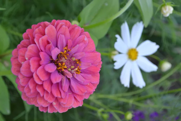 Blütenmajor Zinnia Elegans Blütenrosa Nahaufnahme Auf Verschwommenem Hintergrund Garten Feld — Stockfoto