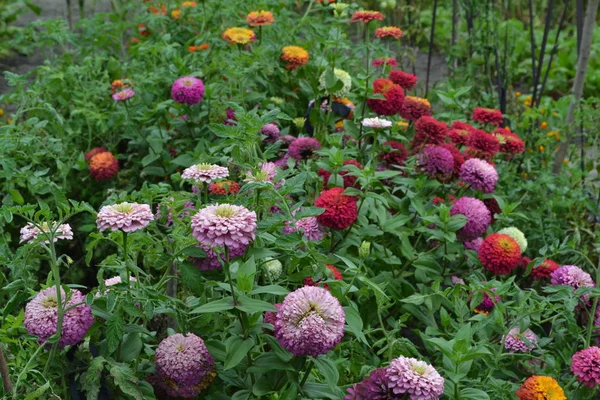 Ταγματάρχης Λουλουδιών Zinnia Elegans Πολλά Διαφορετικά Χρώματα Λουλουδιών Πορτοκαλί Ροζ — Φωτογραφία Αρχείου