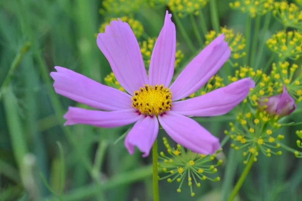 Flower pink cosmos. Flower closeup. Cosmos bipinnatus.  Garden. Flowerbed