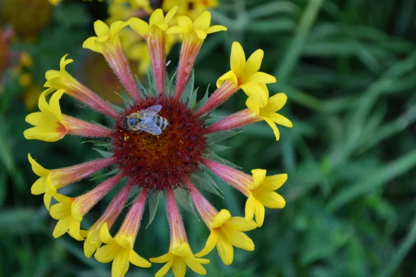 Gaillardia Hybrida Fanfar Ett Blomma Sommar Blomma Gul Ettårig Växt — Stockfoto