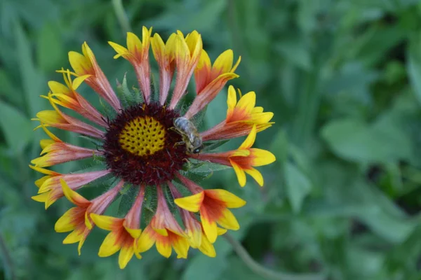 Gaillardia Hybridfanfare Eine Biene Auf Einer Blume Sommerblume Gelb Jährliche — Stockfoto