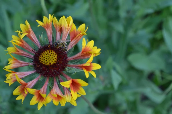 Gaillardia Hybridfanfare Eine Biene Auf Einer Blume Sommerblume Gelb Jährliche — Stockfoto