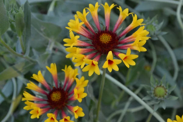 Gaillardia Hybrida Fanfar Sommar Blomma Gul Ettårig Växt Sommaren Suddig — Stockfoto