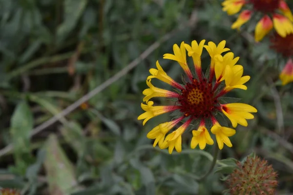 Gaillardia Hybrida Fanfar Sommar Blomma Gul Ettårig Växt Solig Sommar — Stockfoto