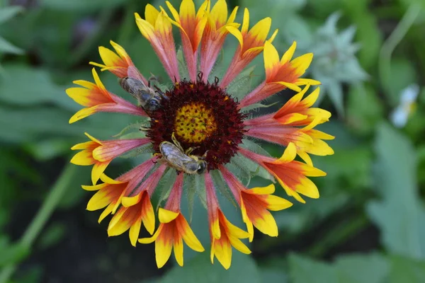 Gaillardia Hybridfanfare Zwei Bienen Auf Einer Blume Sommerblume Gelb Jährliche — Stockfoto