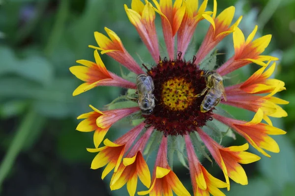 Gaillardia Hybridfanfare Zwei Bienen Auf Einer Blume Sommerblume Gelb Jährliche — Stockfoto