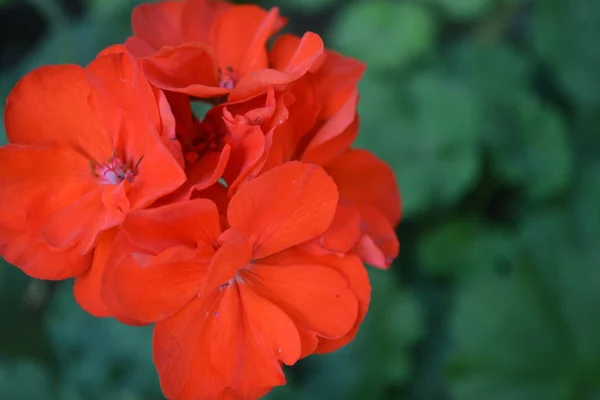 Rouge Géranium Pélargonium Des Plantes Jardin Une Fleur Gros Plan — Photo