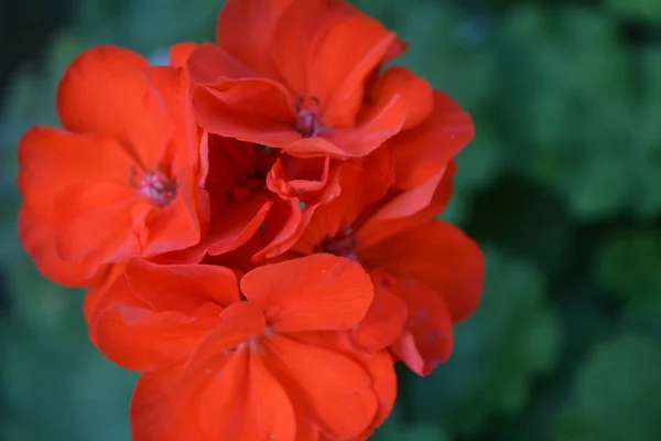 Czerwony Geranium Pelargonia Rośliny Ogrodowe Kwiat Szczelnie Góry Pięknego Kwiatostanu — Zdjęcie stockowe