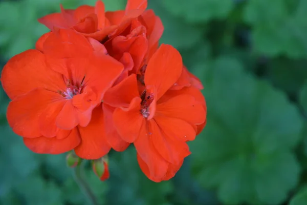 Czerwony Geranium Pelargonia Ogród Kwiat Szczelnie Góry Pięknego Kwiatostanu Tle — Zdjęcie stockowe