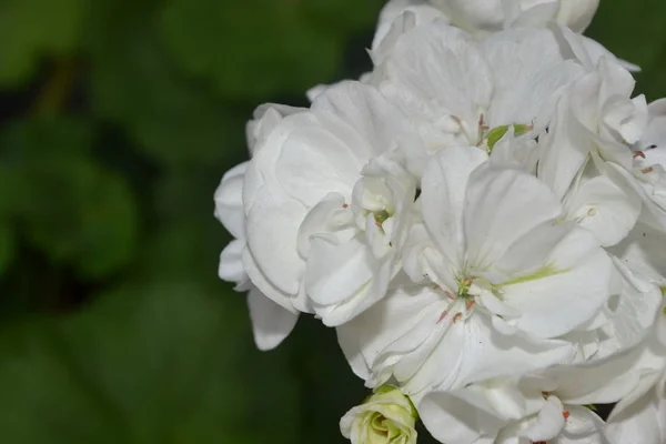 Γεράνι Λευκό Πελαργόνιο Φυτά Στον Κήπο Λουλούδια Χρήσιμο Φυτό Εσωτερικού — Φωτογραφία Αρχείου