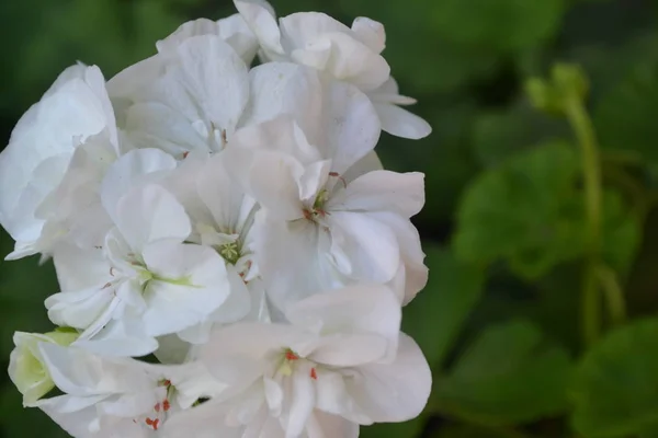 Geranienweiß Pelargonien Gartenpflanzen Blumen Nützliche Zimmerpflanze Schöner Blütenstand Nahaufnahme Horizontales — Stockfoto