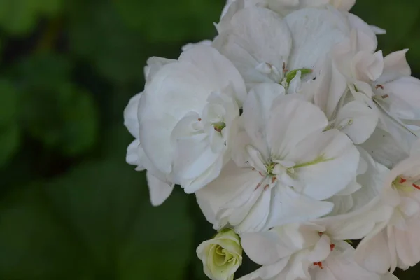 Pelargonie Bílá Pelargonium Zahradní Rostliny Květiny Užitečné Kolovrátek Krásné Květenství — Stock fotografie