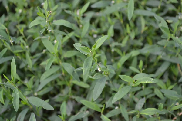 緑の草 タデ属 Aviculare 薬用植物 飼料工場 クローズ アップ 水平方向の写真 — ストック写真