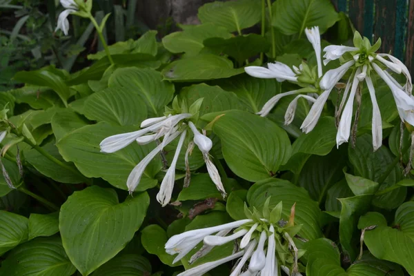 Hosta Vagyok Hosta Plantaginea Ban Hemerocallis Japonica Virágcserjék Nagy Levelek — Stock Fotó