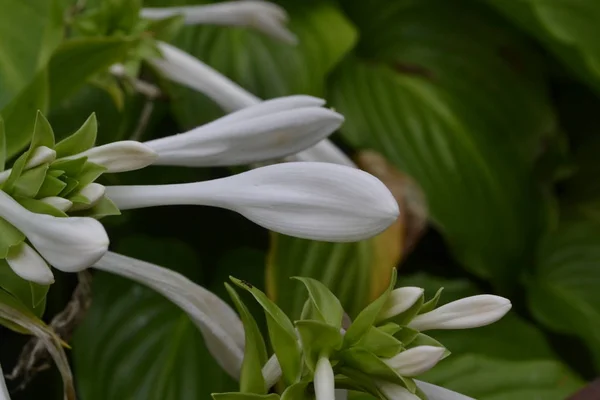 Hosta Hosta Plantaginea Hemerocallis Japonica Bloemen Struiken Grote Bladeren Zijn — Stockfoto