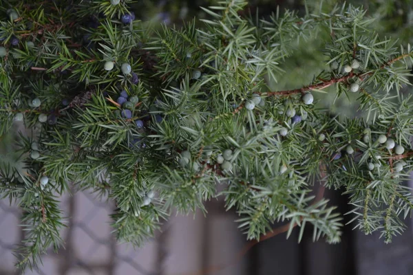 Τζούνιπερ Juniperus Communis Κλαδιά Ενός Άρκευθου Βατόμουρα Αρκεύθου Κοντινό Πλάνο — Φωτογραφία Αρχείου